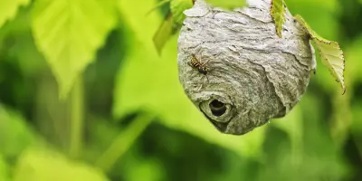 Nid de guêpes : que faire ?