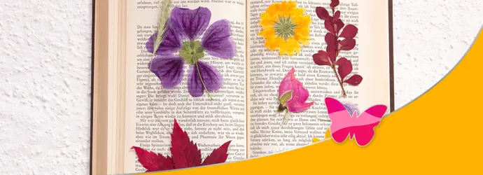 Fleurs séchées dans un livre ouvert