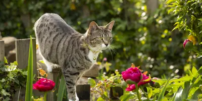 Oust ! Éloigner les chats du jardin avec un répulsif pour chat fait maison !